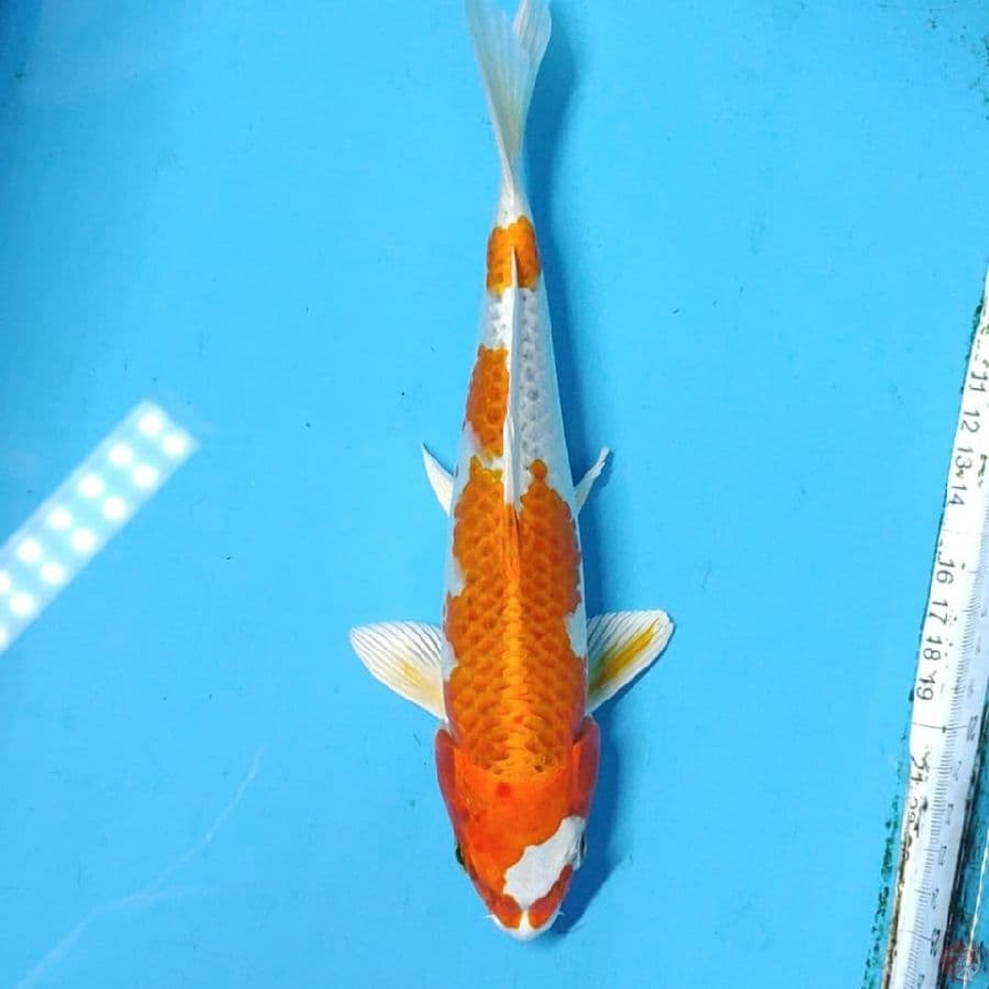 hikari moyo Show quality 19 cm 