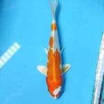 hikari moyo Show quality 19 cm 