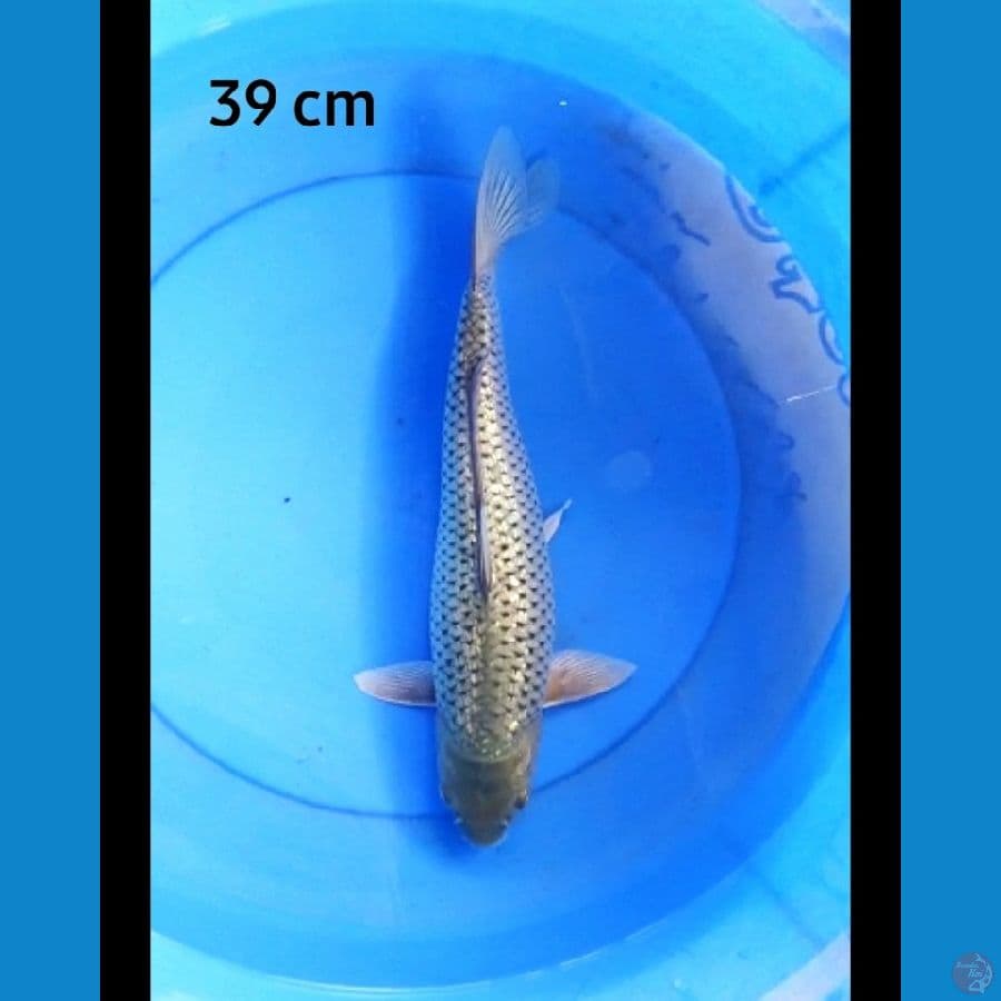 Soragoi 39 cm fm