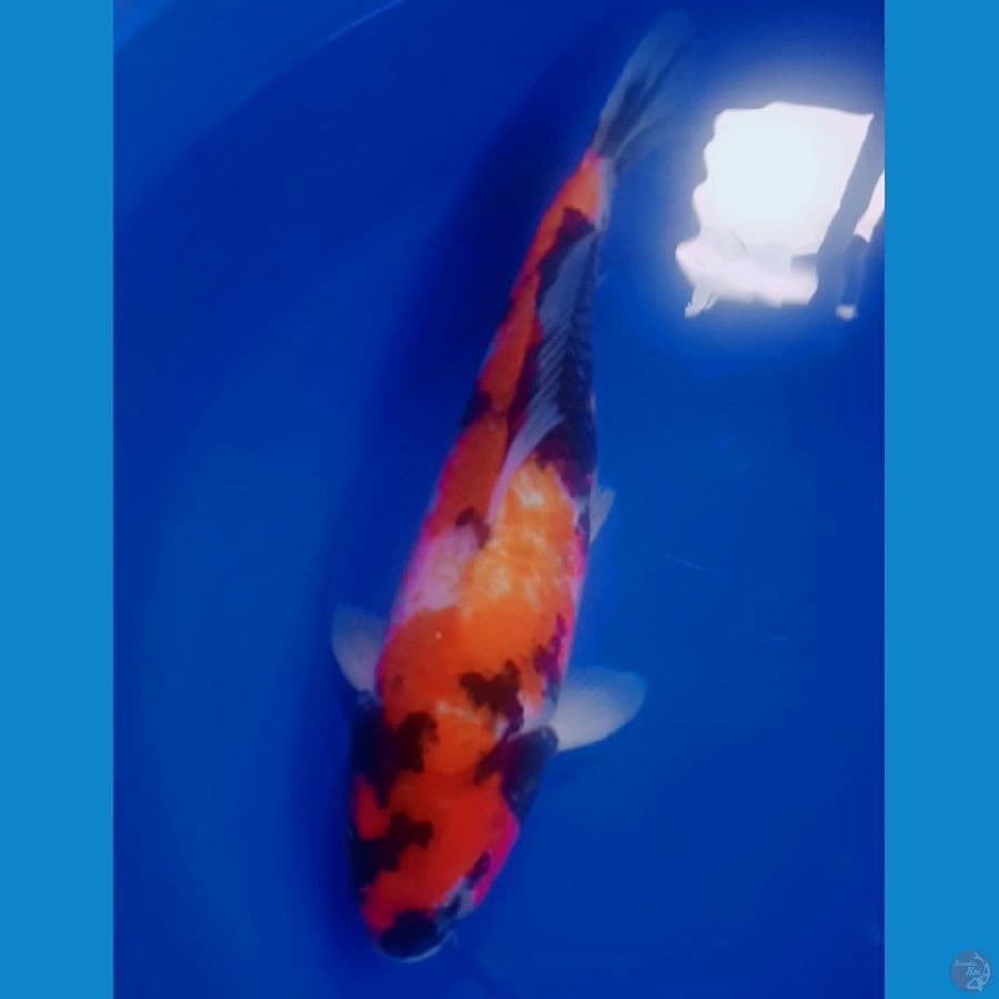 Showa 45cm
