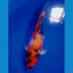 Showa 45cm