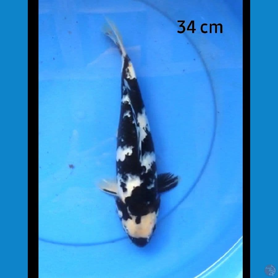 Shiro tategoi sq 34 cm fm