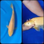 Karashi Lemon 50cm Betina