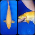Ginrin Karashi 50bu Betina