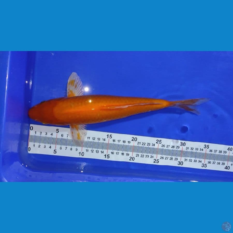 benigoi