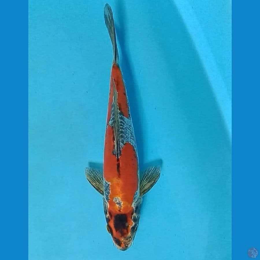 kiko