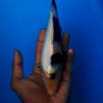 Shiro 25cm alusss
