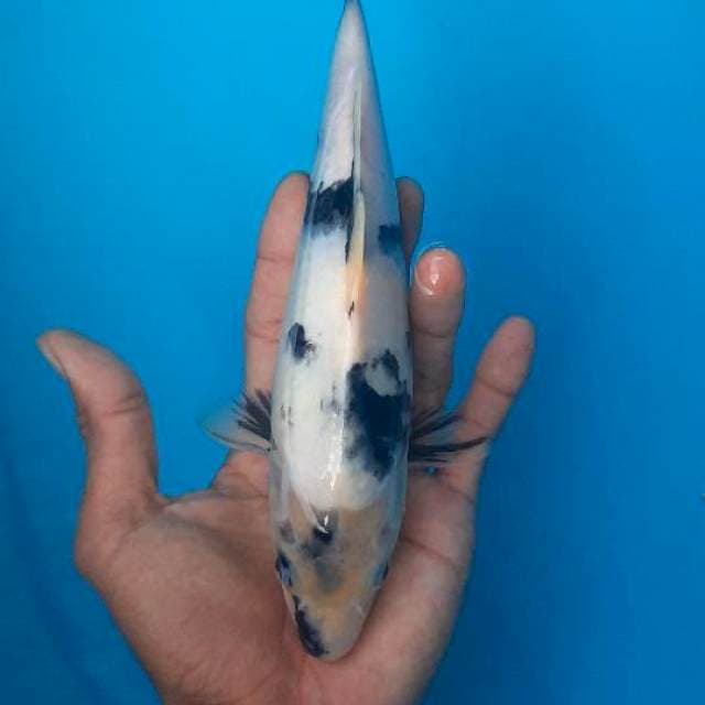 Shiro male 26cm