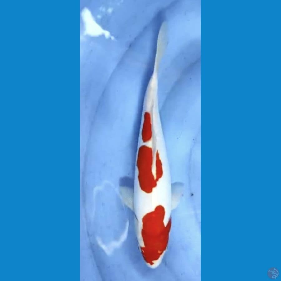 doitsu 33cm