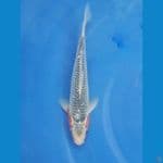 Asagi 25cm Jantan