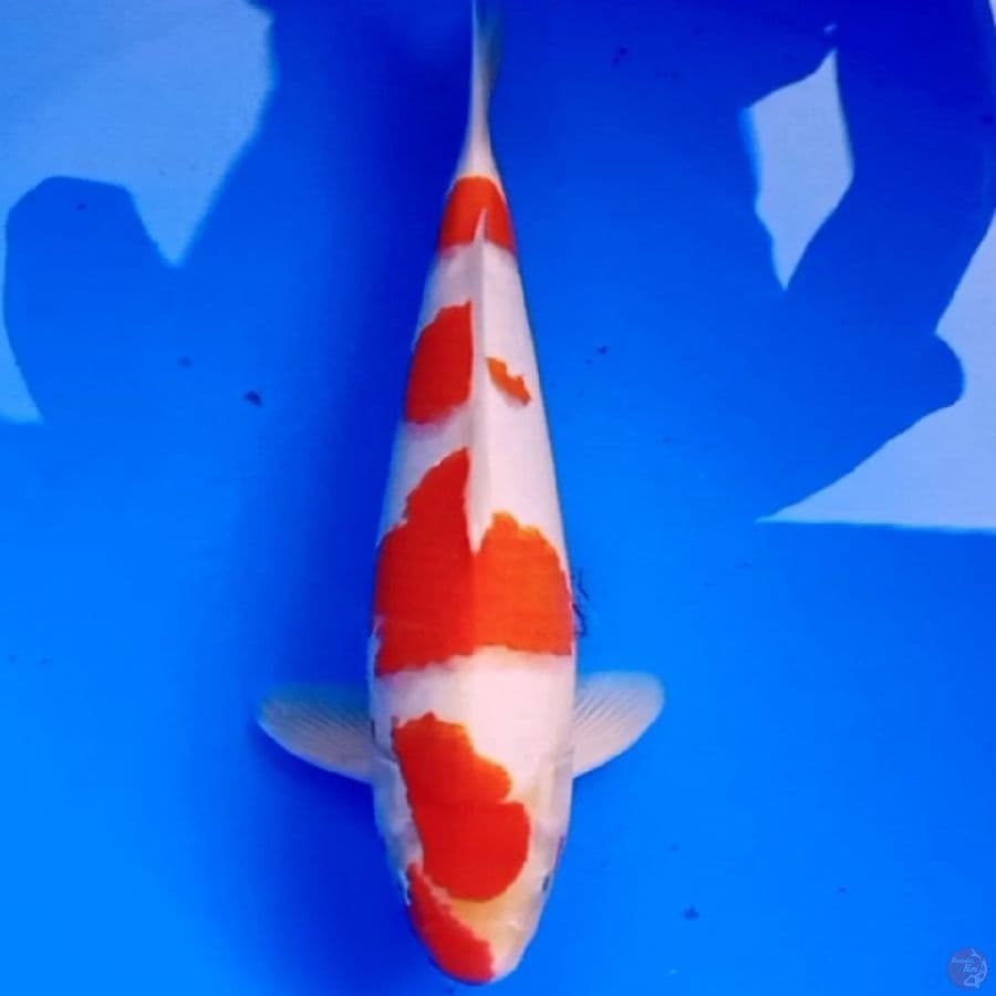 32cm SQ KOHAKU ISTIMEWA