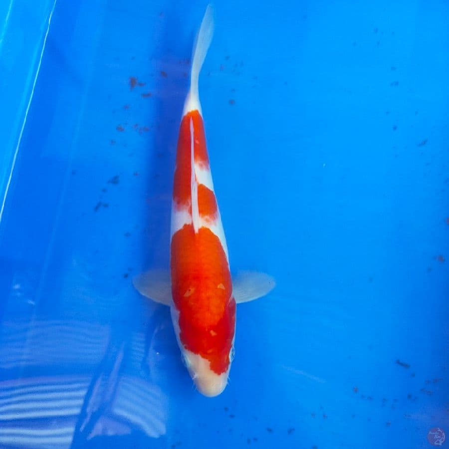 KOHAKU 27 CM