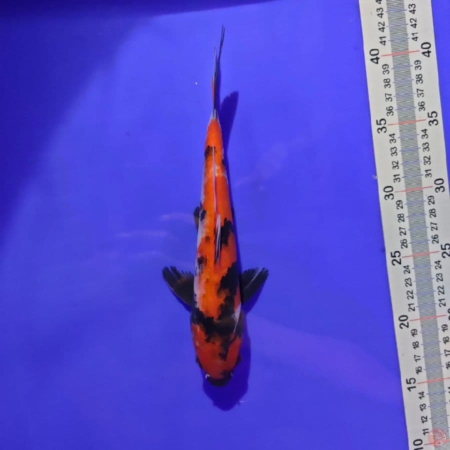 Showa 24 cm