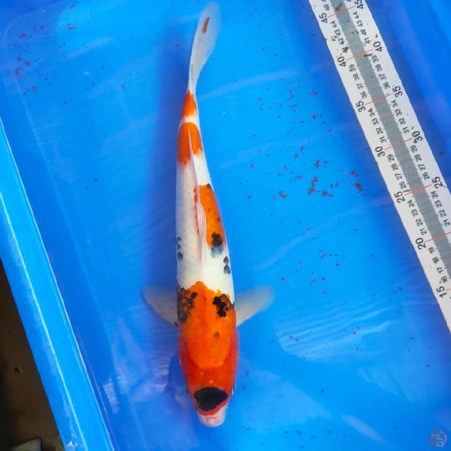 SANKE 39 CM