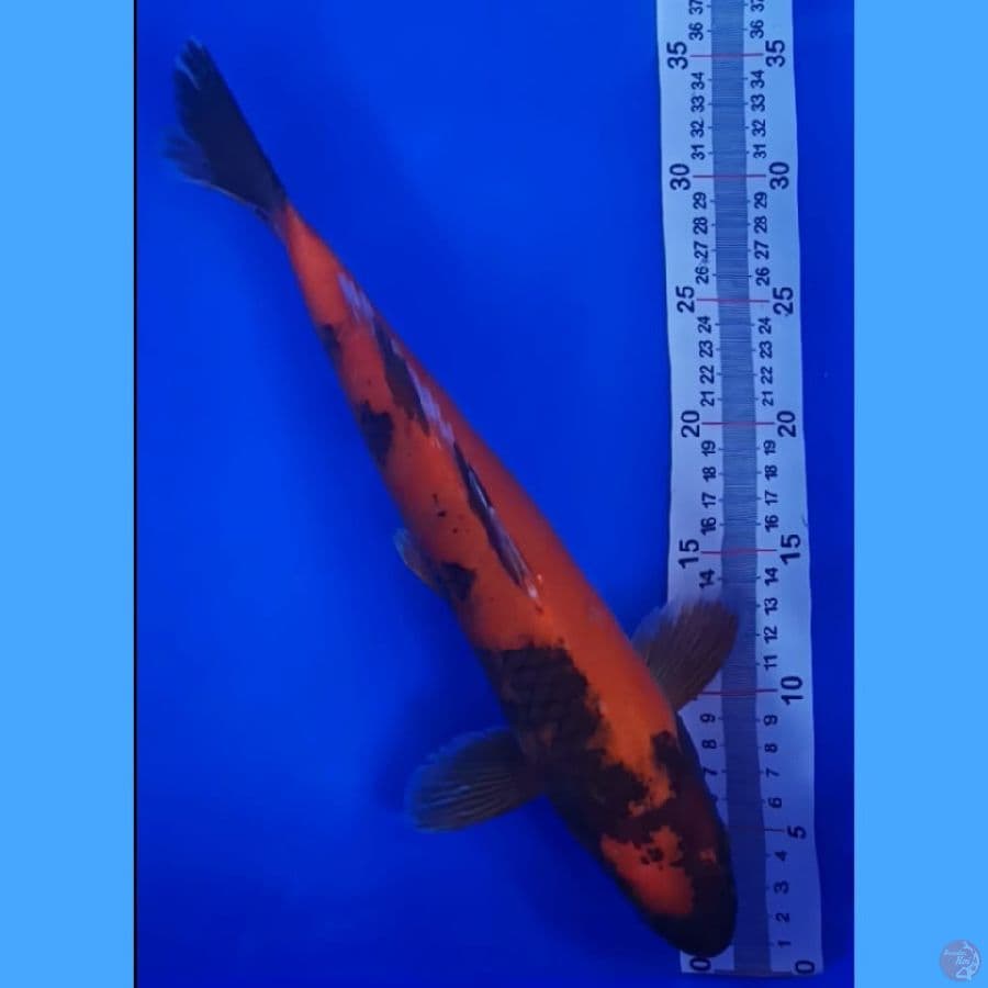 UTSURI 35 CM