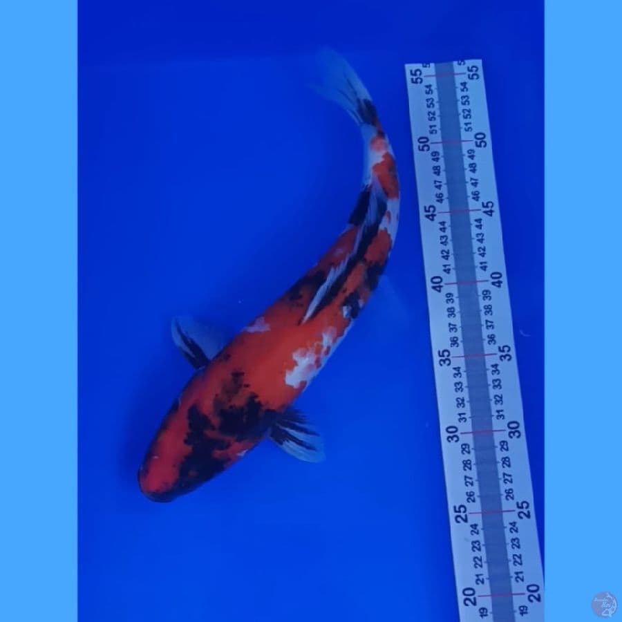 SHOWA 34 CM