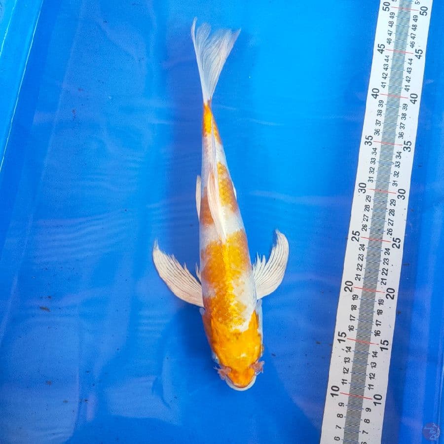 Kumpay Hariwake 35cm