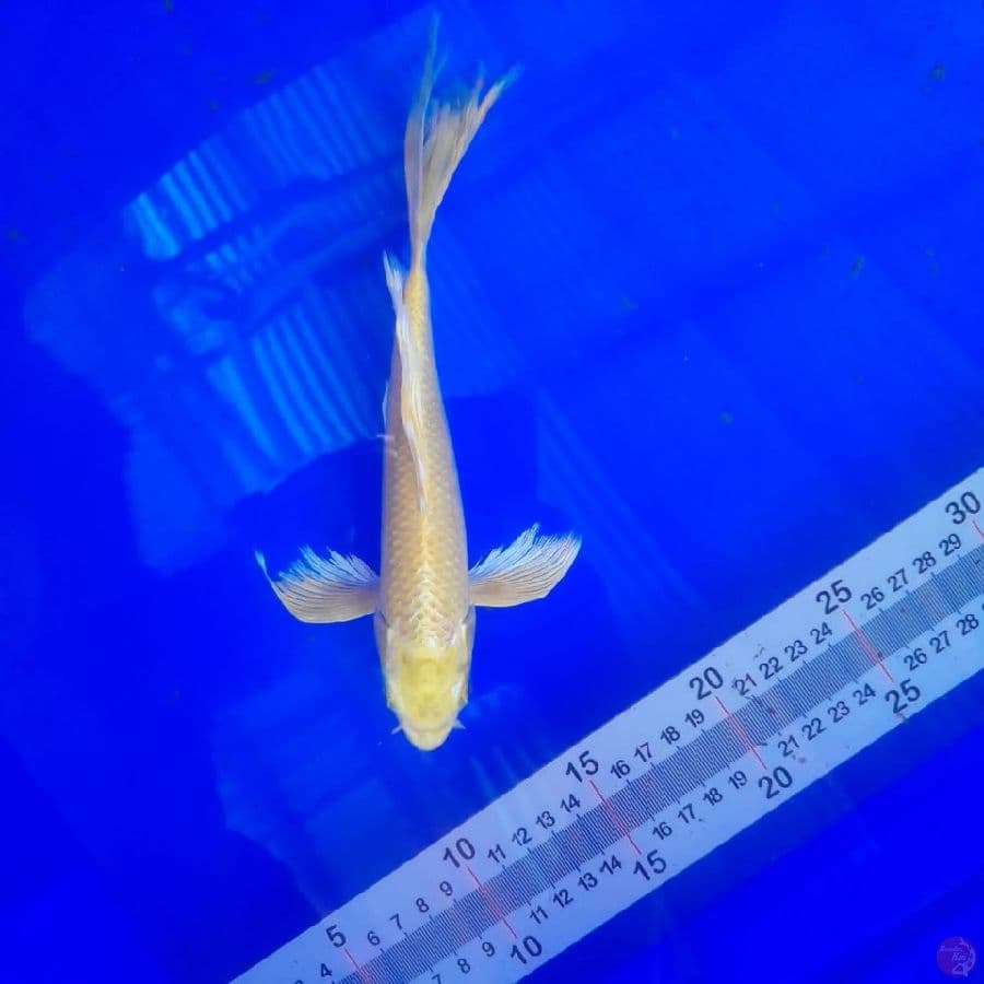 Kumpay Ogon 22 cm