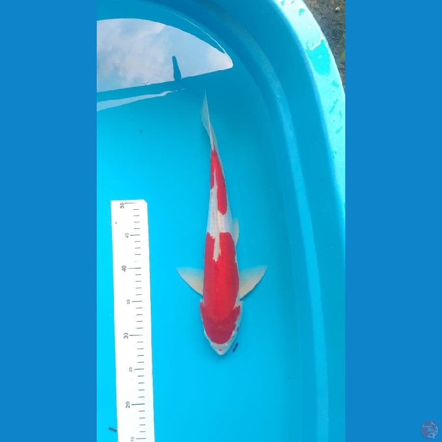 Doitsu Kohaku 38 cm/M