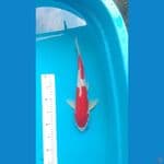Doitsu Kohaku 38 cm/M