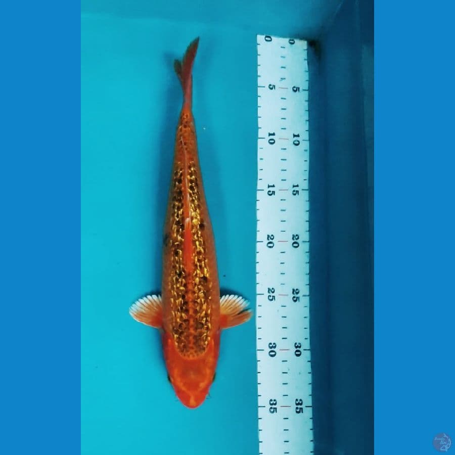 MATSUBA GINRIN 30cm fm