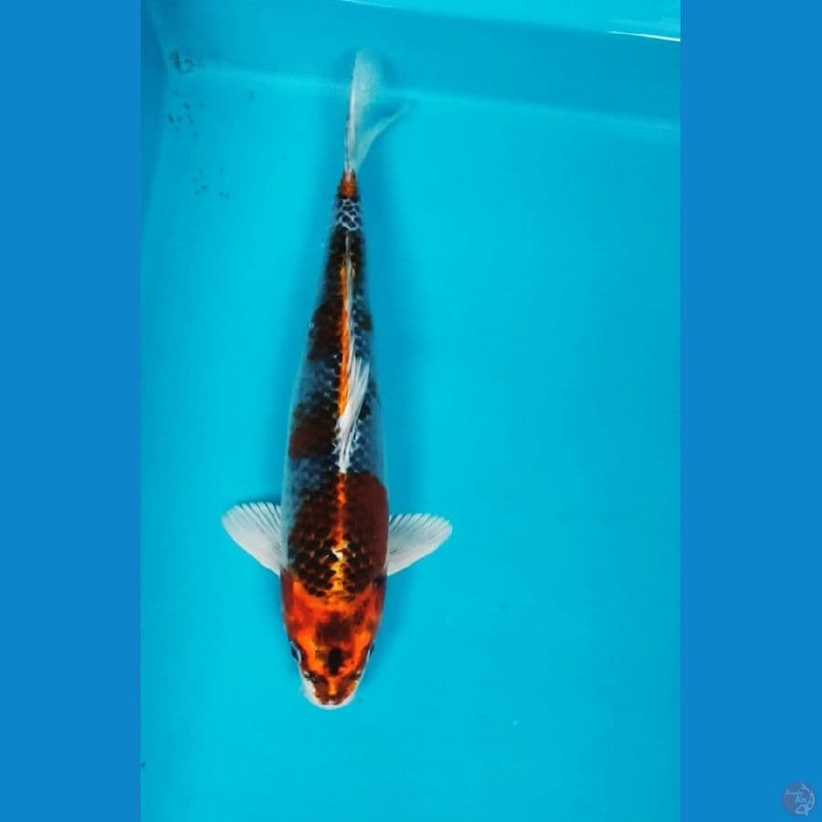 BENI GINGA 32CM MALE