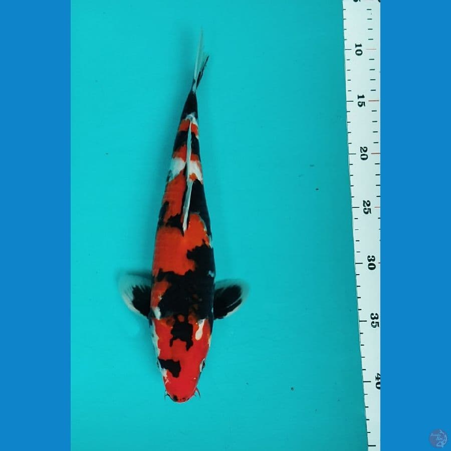 SHOWA MANTAB 31CM