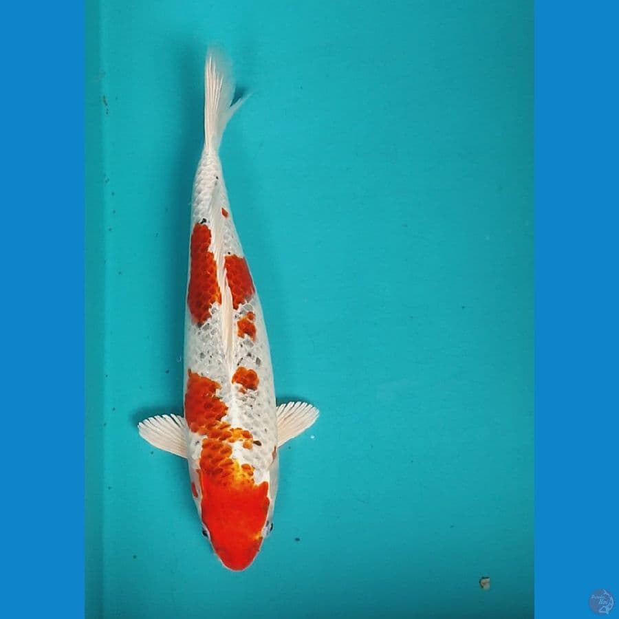 KUJAKU BULKY 33CM FM