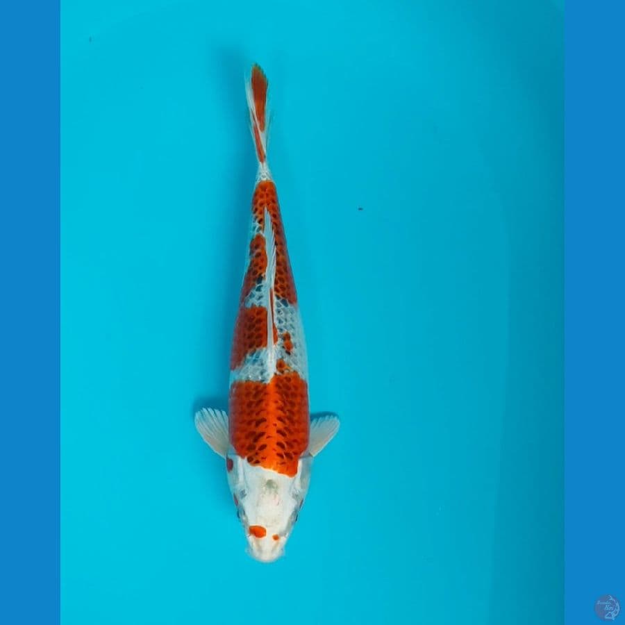 RED KUJAKU 29CM MALE
