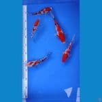 Paket 5 Ekor 15-21cm