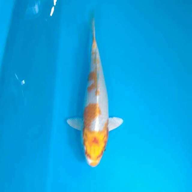 HALF BODY