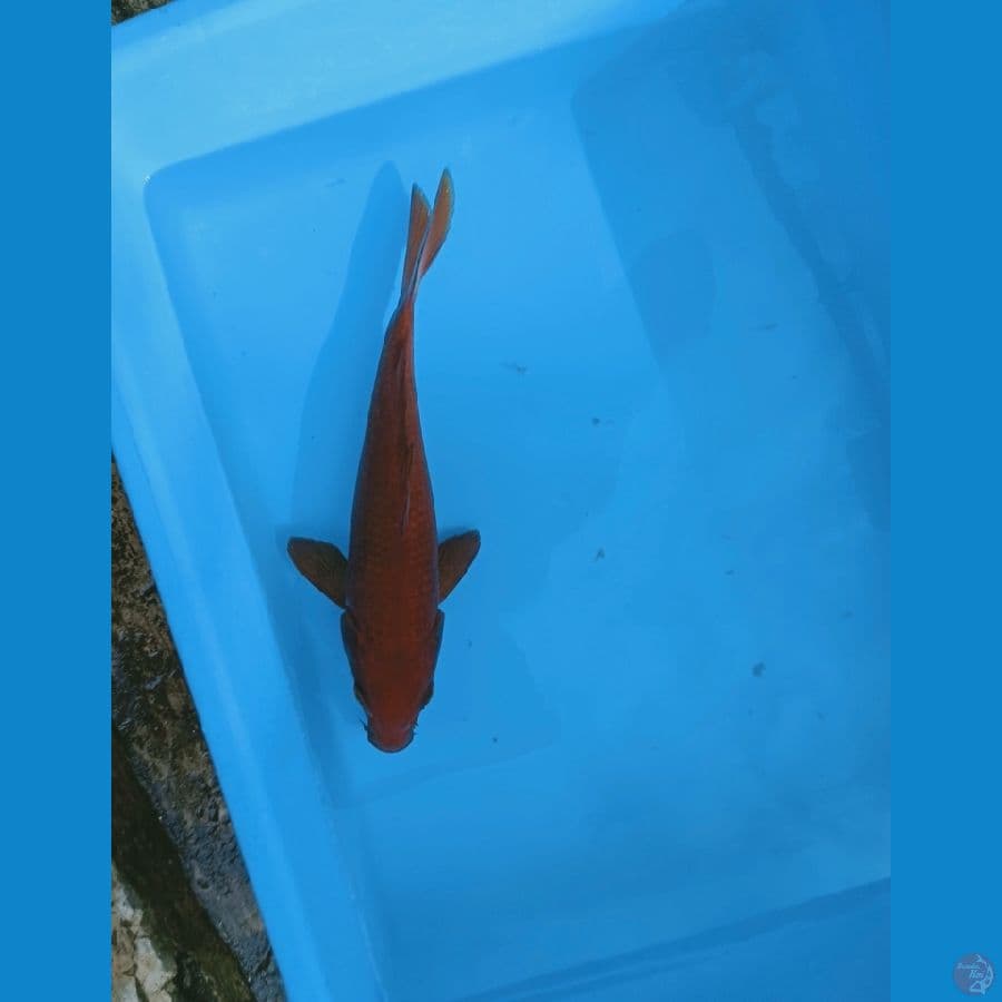 tembaga pejinak kolam 20cm 