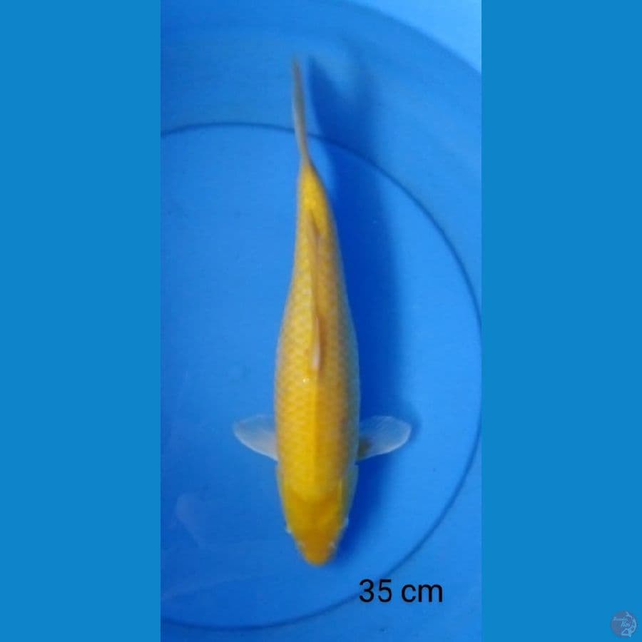 karashi mt mrh punuk 35 cm