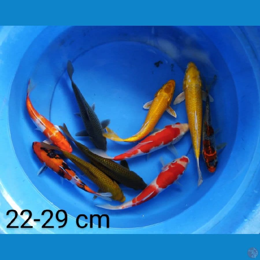 mix 22-29 cm