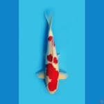 kohaku jantan