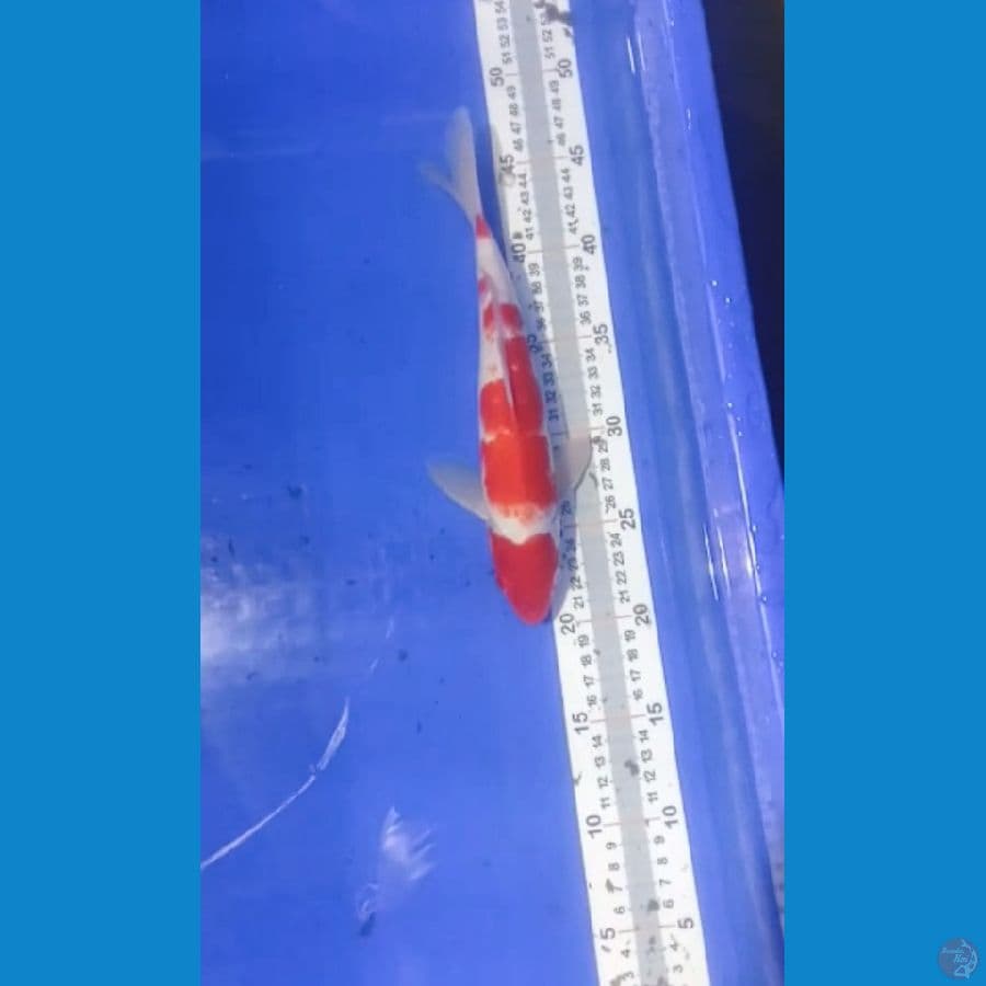 kohaku