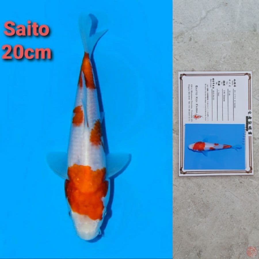 SAITO AI GOROMO 20CM SERTI