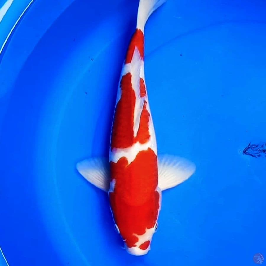 39cm F1 SQ SANDAIME KOHAKU 