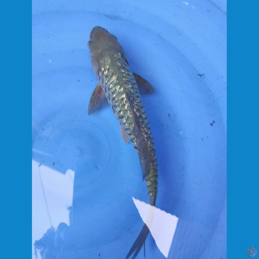 soragoi aragoke 33cm jantan