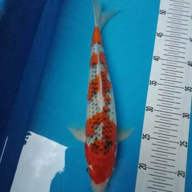 ghosiki merah merona