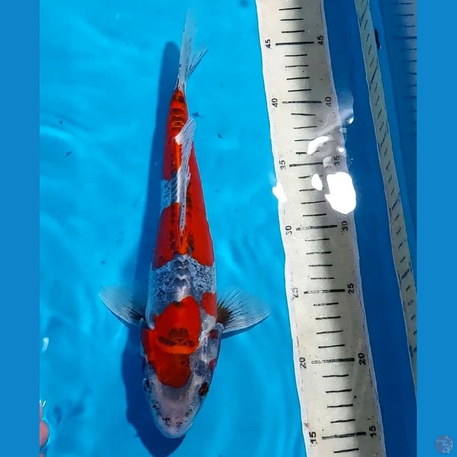 KIKOKURYU 30 CM