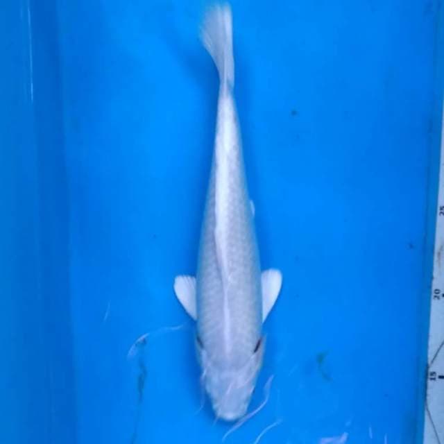 PLATINUM SAljU