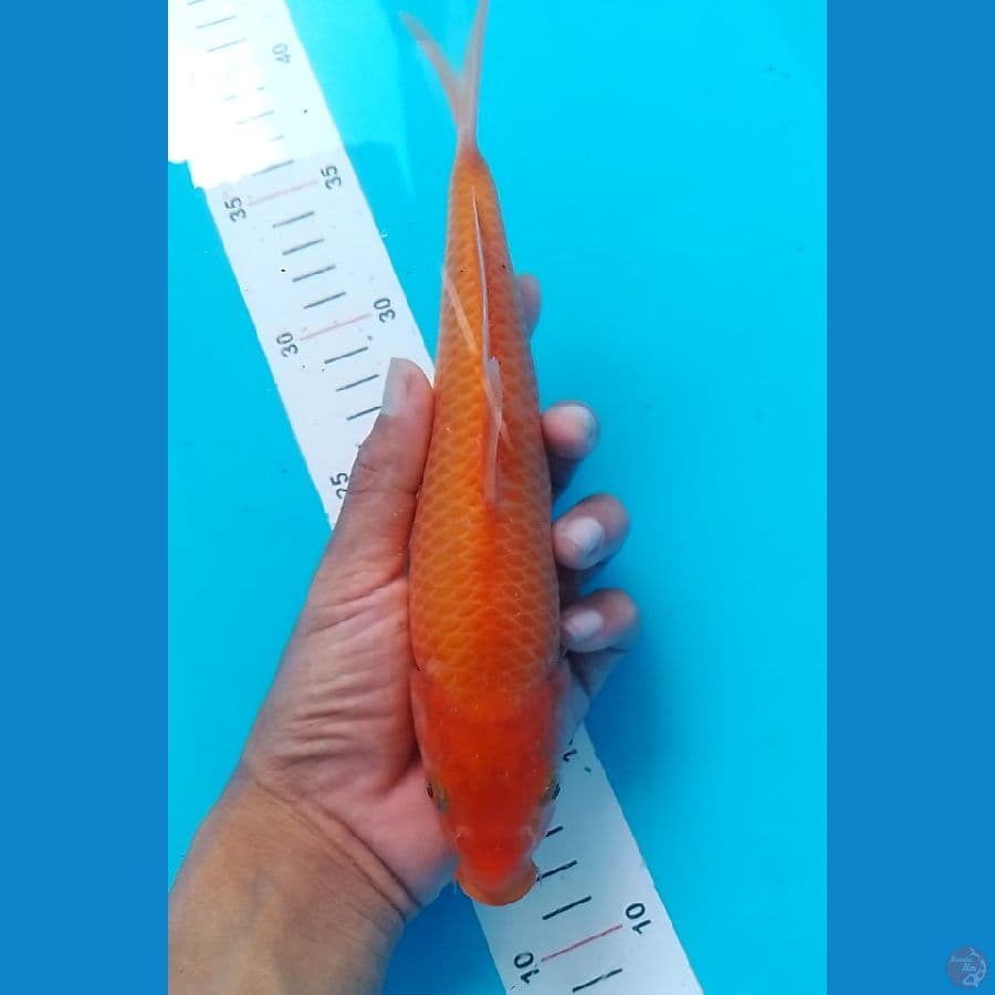 Kron RedKarasi 24cm Male