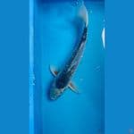 asagi male 33cm