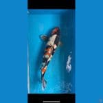 showa ginrin m44 cm