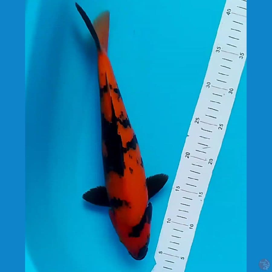 Tembus Male 35cm