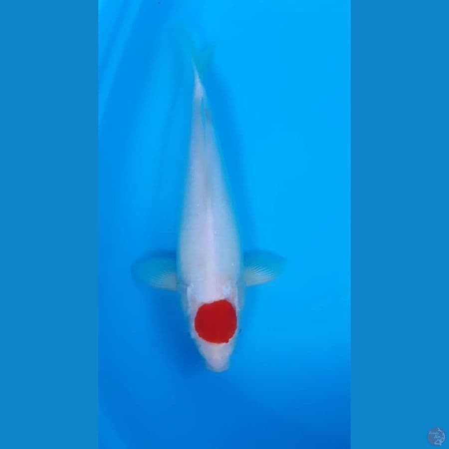 Tancho Kohaku