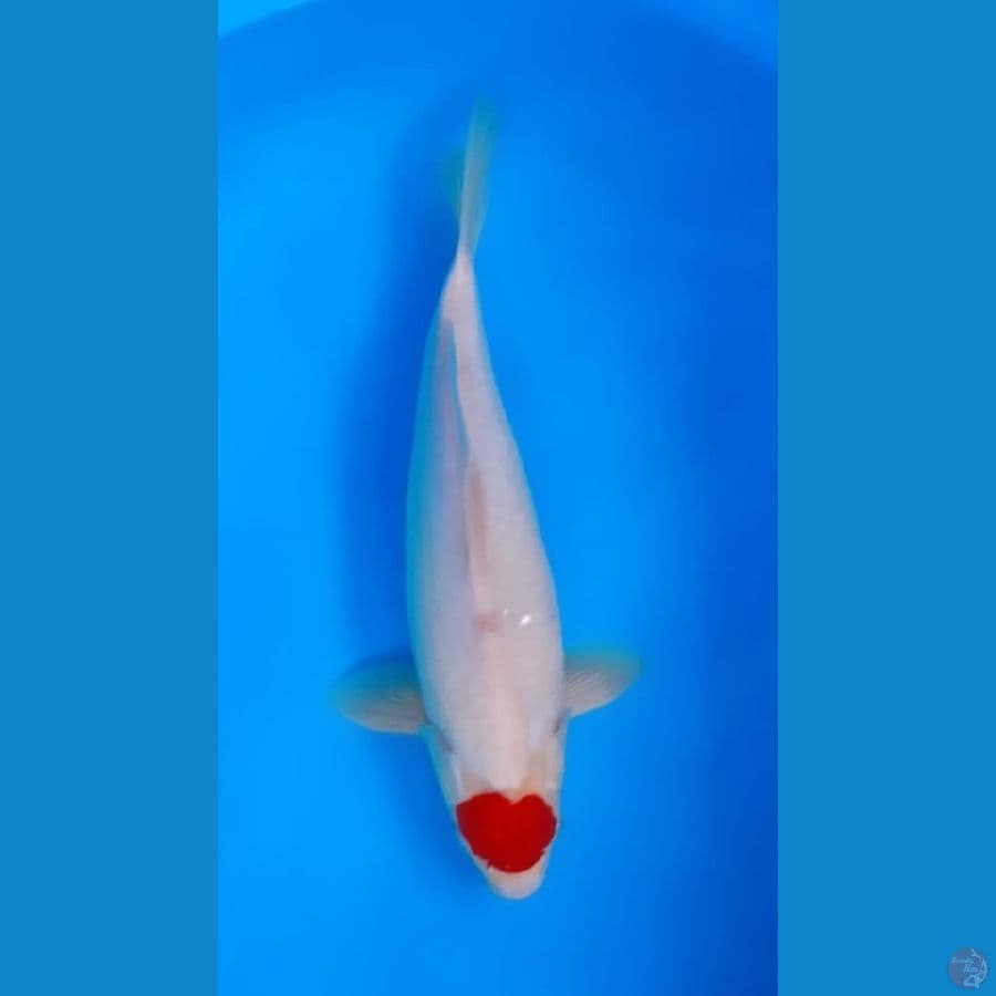 Tancho Kohaku 36cm