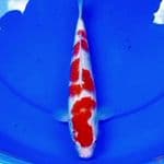 32cm ISTIMEWA SAKURA KOHAKU 