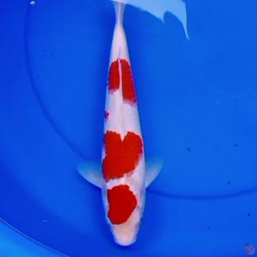 33cm MARUTEN KOHAKU RED DEVIL